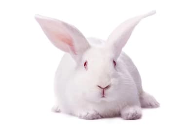 LF Breeder Meat Rabbit New Zealand or Australian